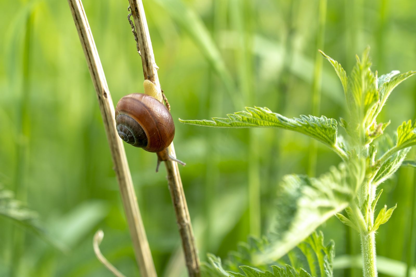 Les limaces et les escargots nourrissent le sol au jardin. © grabmate, Pixabay